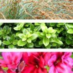 Kiwi Patio Paradise - Fresh Garden Ideas to Elevate Your NZ Oasis