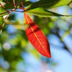 Creating a Bushland Oasis in Your Front Yard - Embrace the Natural Beauty of Native Australian Plants