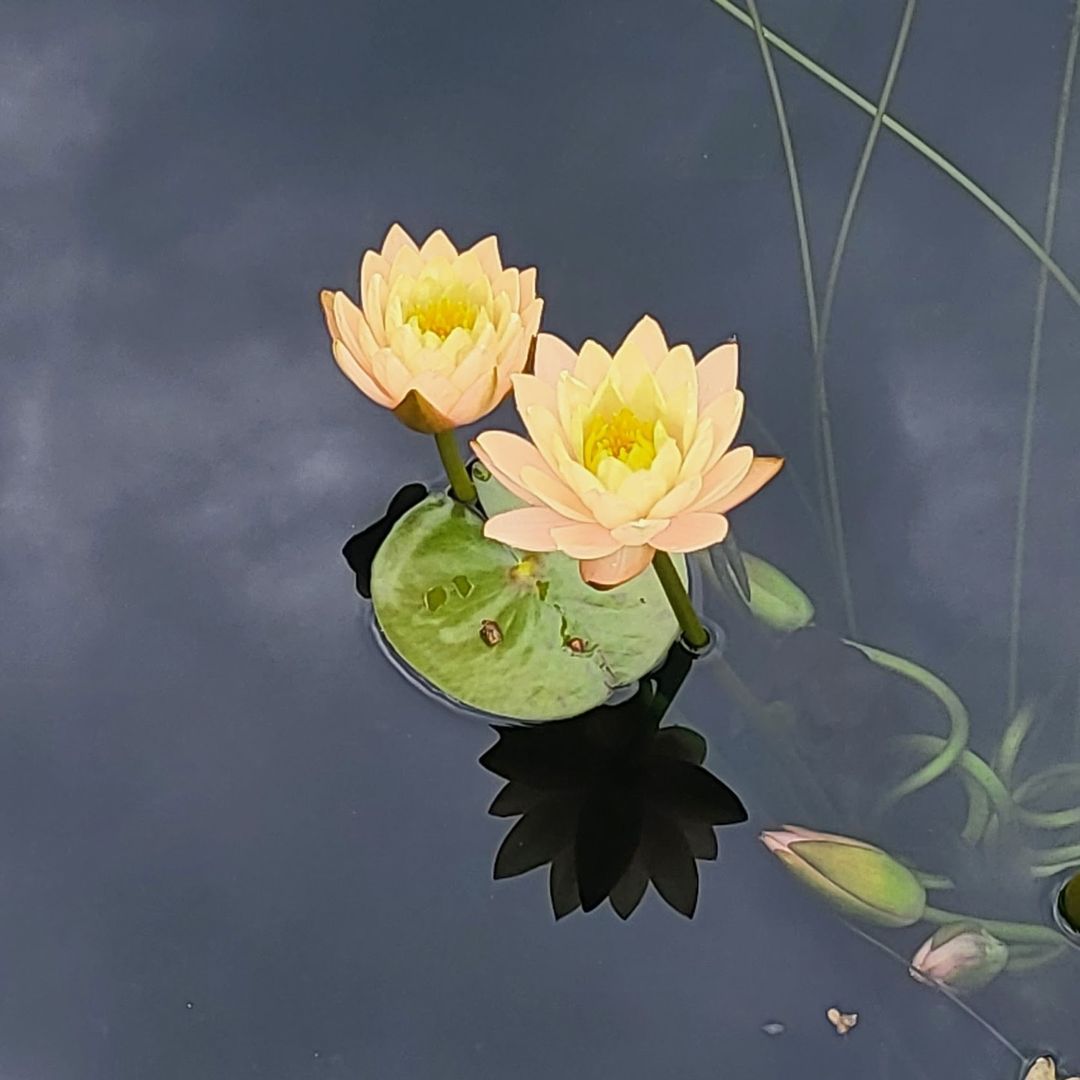 Maximizing Style in Small Spaces - Bringing Modern Flair to Your Narrow Garden